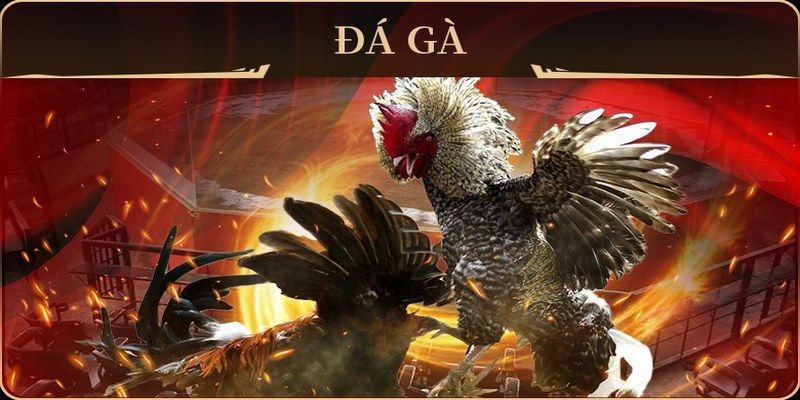 f8bet80 đá gà trực tiếp campuchia