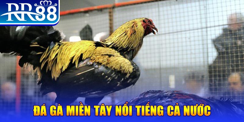 f8bet80 đá gà 88